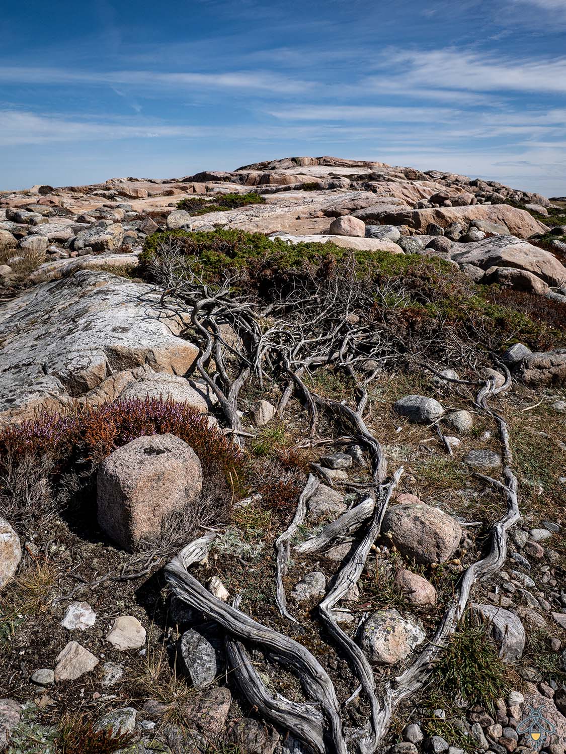 Vegetation